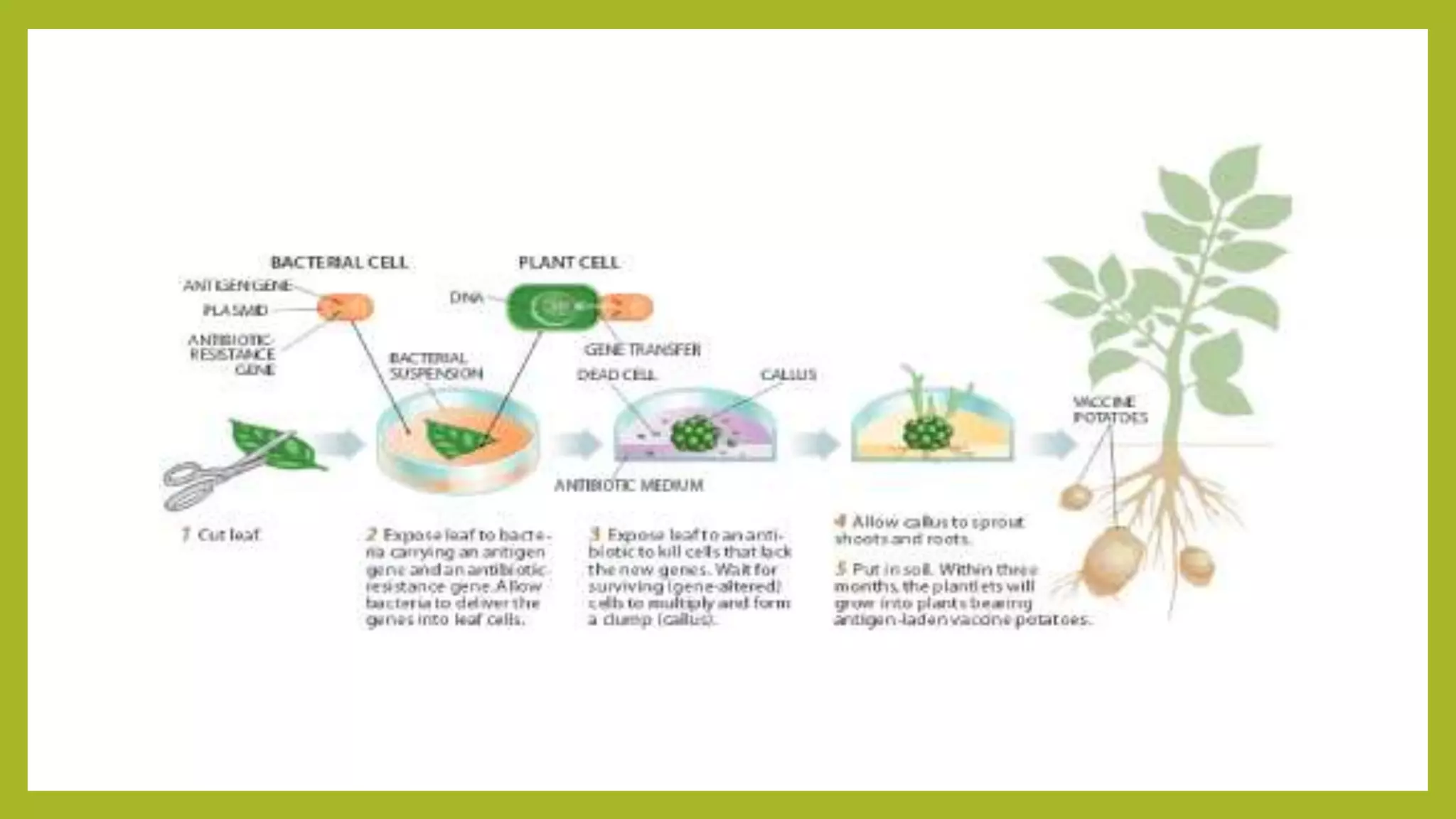 Application of biotechnology in agriculture | PPTX