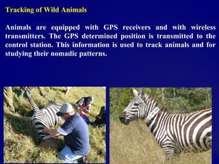 Tracking of Wild Animals
Animals are equipped with GPS receivers and with wireless
transmitters. The GPS determined position is transmitted to the
control station. This information is used to track animals and for
studying their nomadic patterns.
 