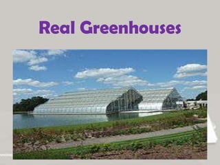 Real Greenhouses
 