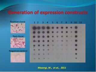 Application of Novel Delivery systems for ASFV antigens