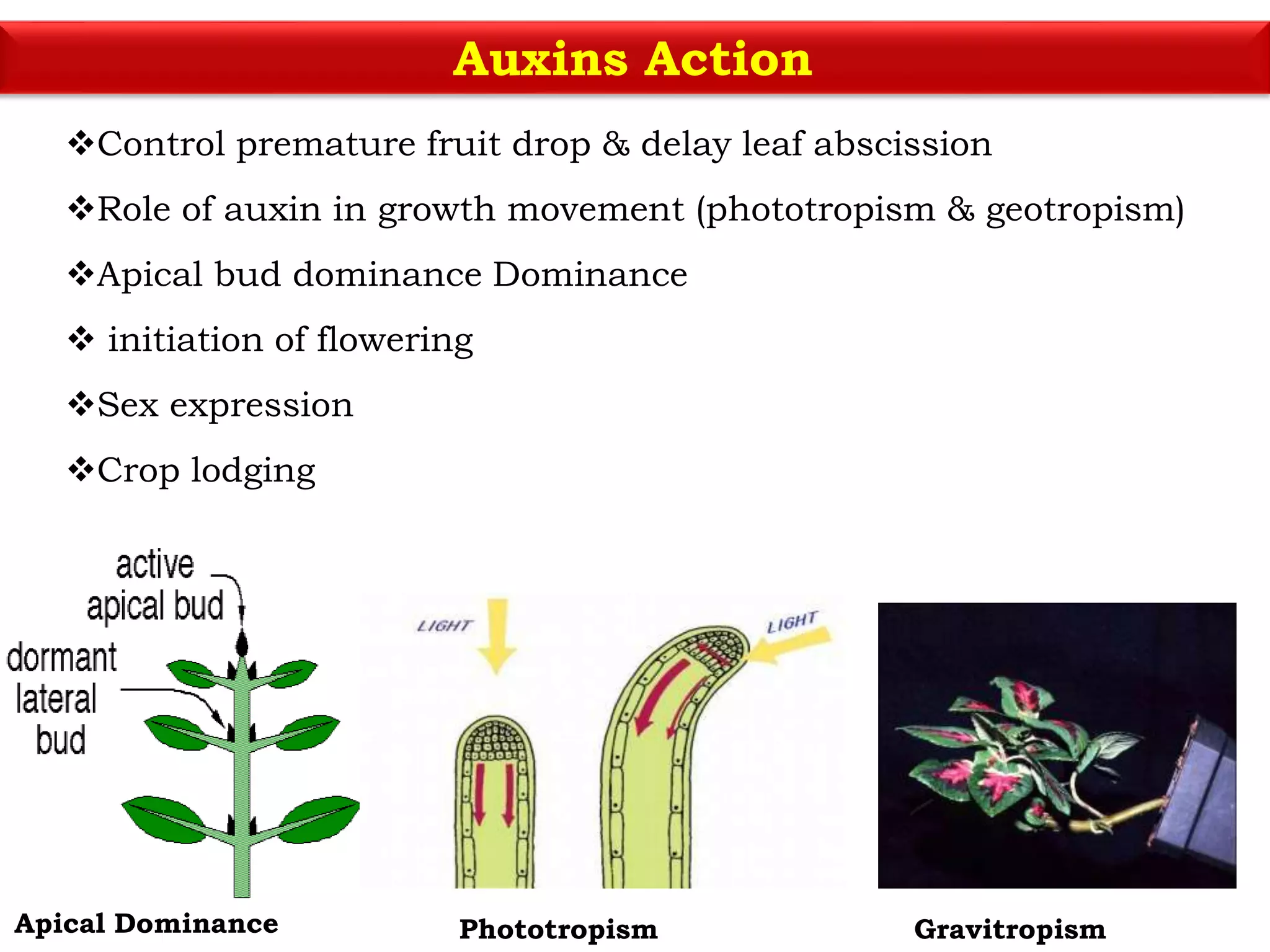 Application of plant growth regulators in agriculture | PPTX