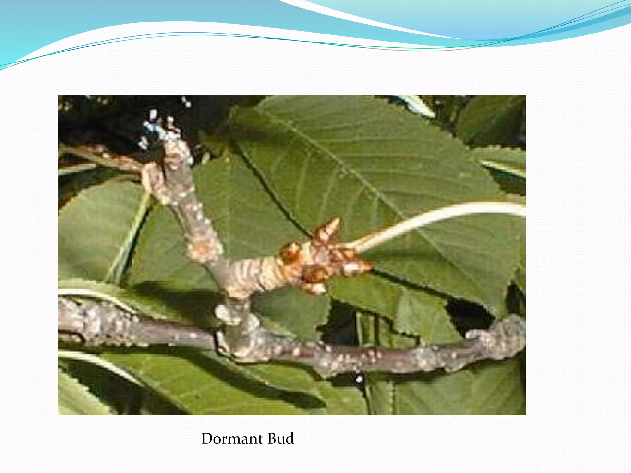 Dormant Bud
 