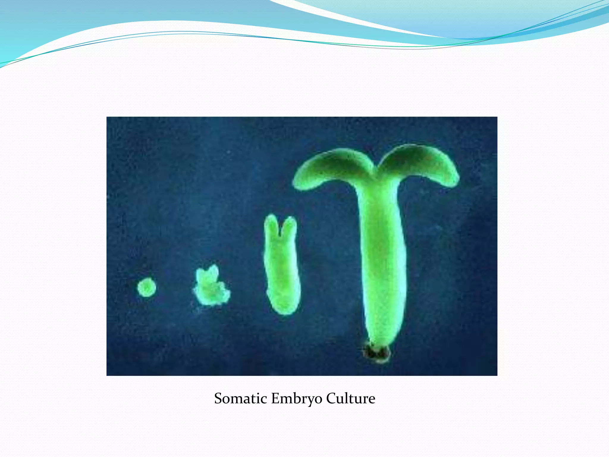 Somatic Embryo Culture
 