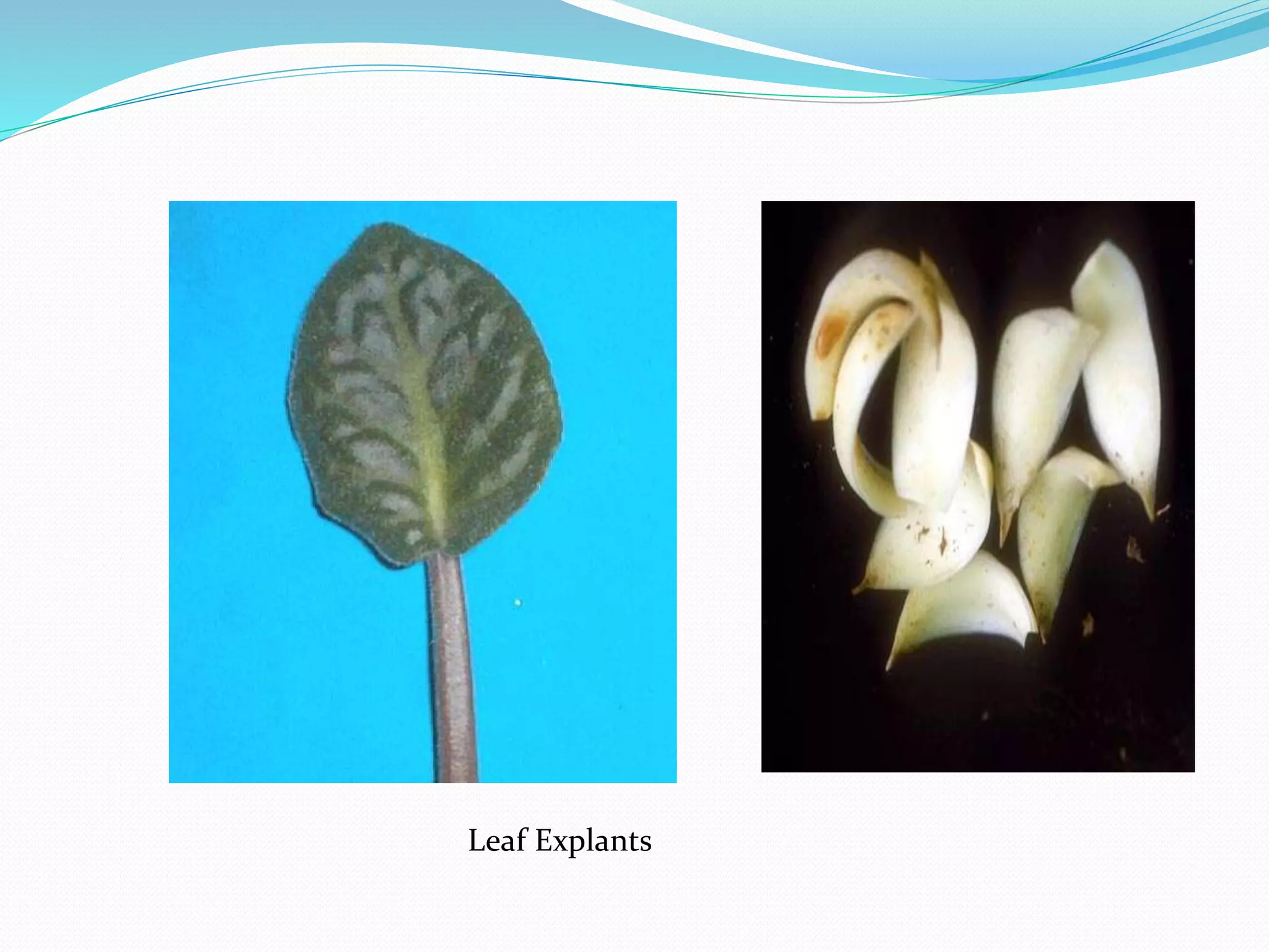 Leaf Explants
 