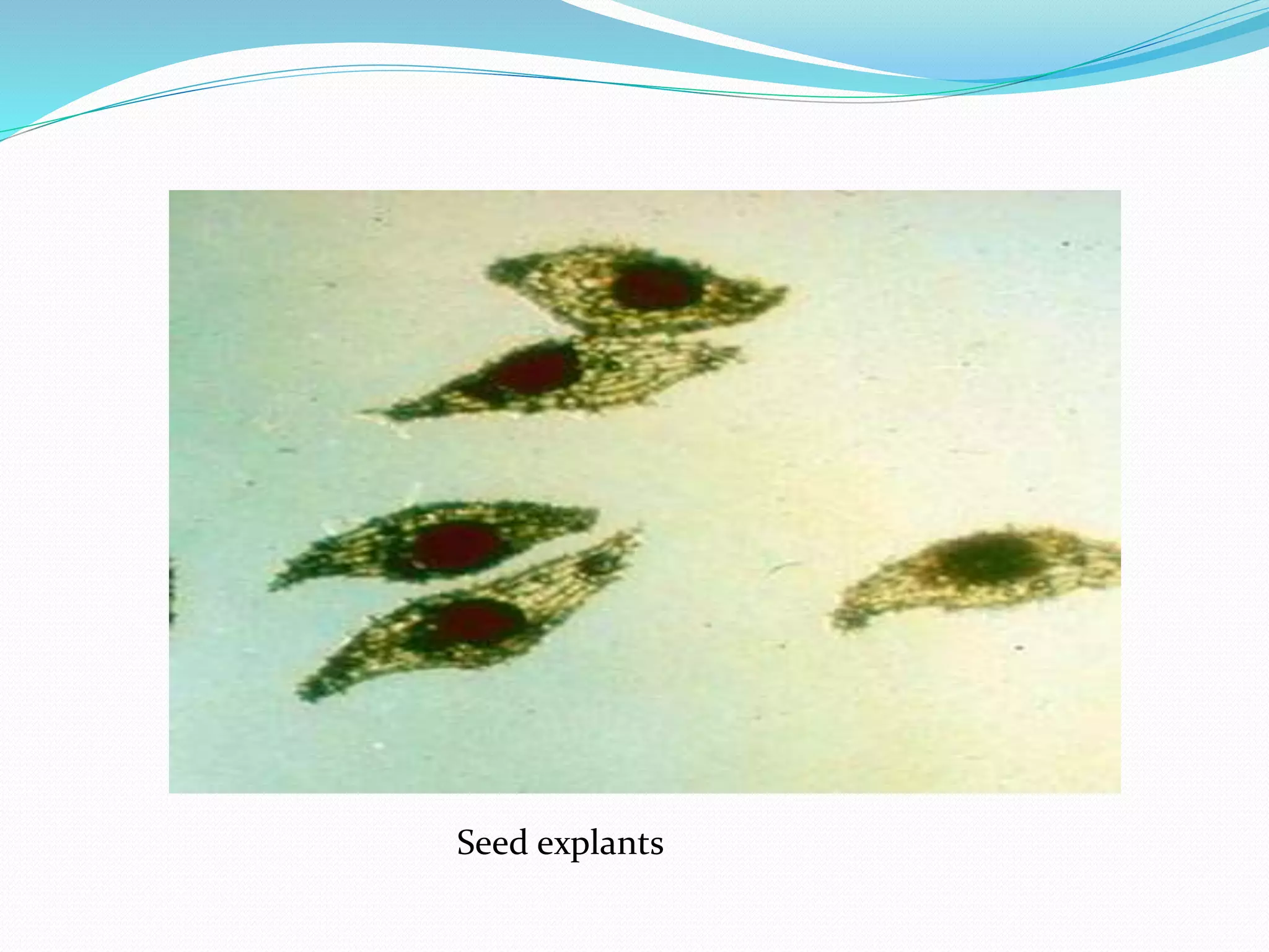 Seed explants
 