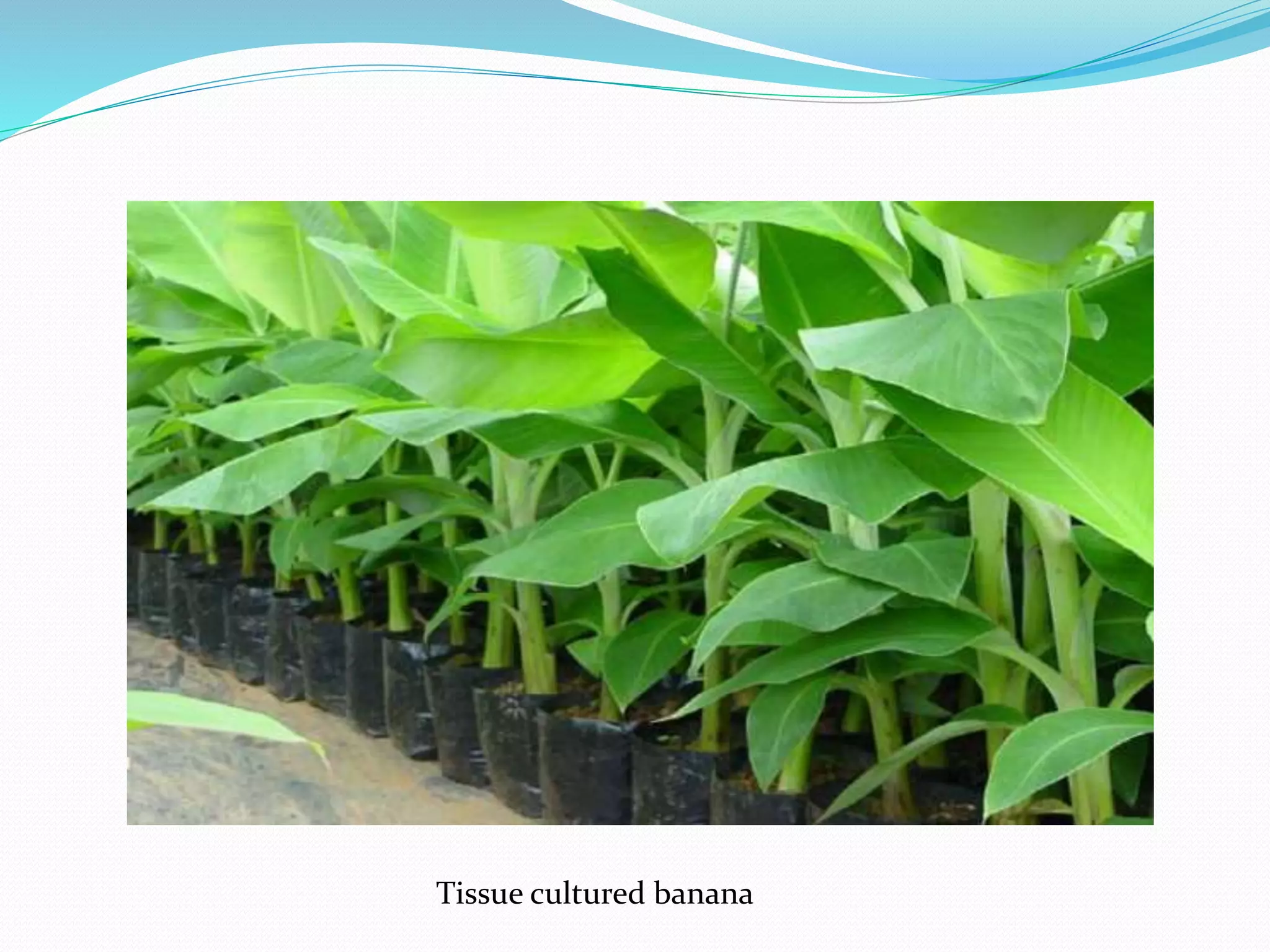 Tissue cultured banana
 
