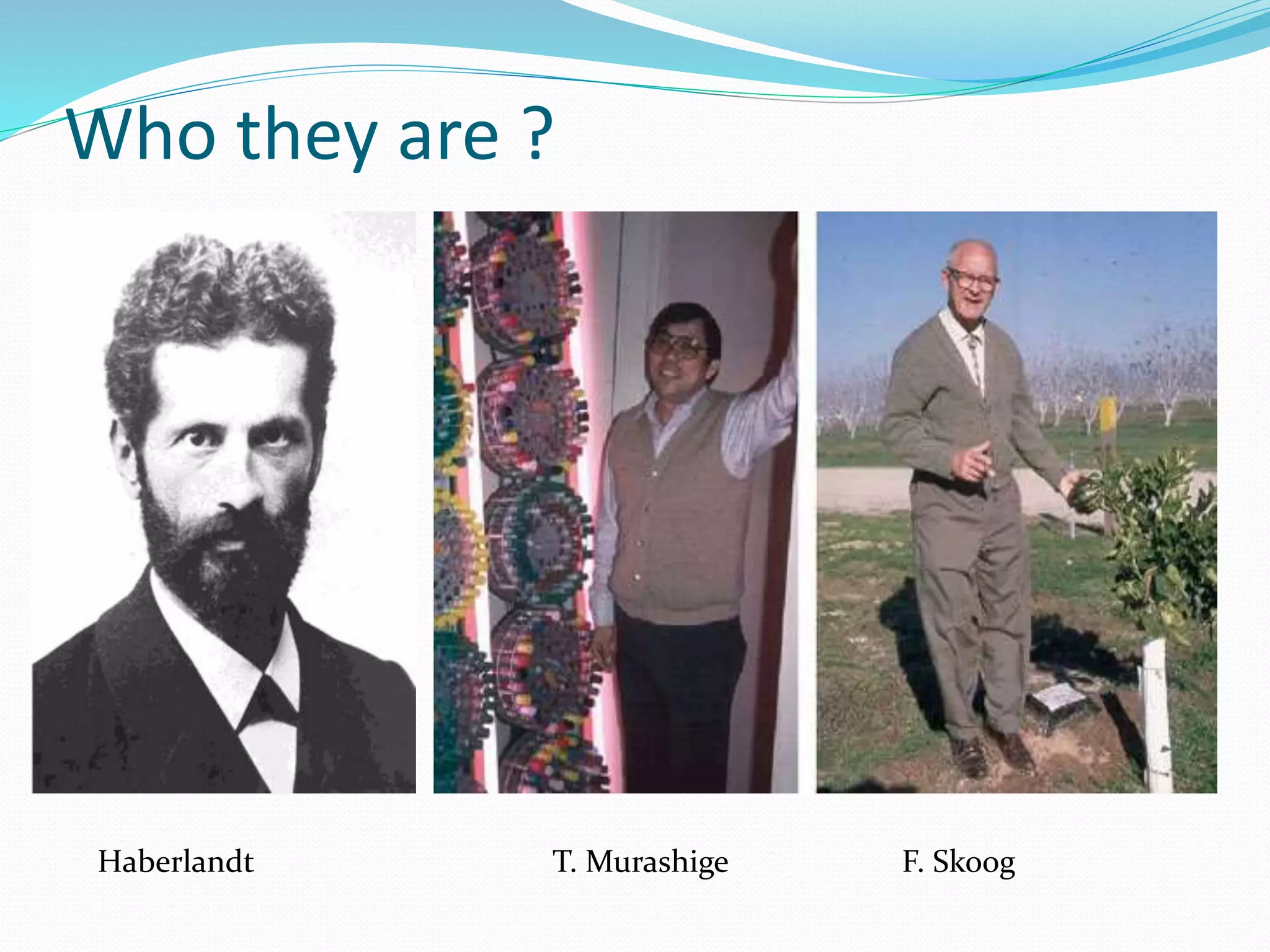 Who they are ?
Haberlandt T. Murashige F. Skoog
 