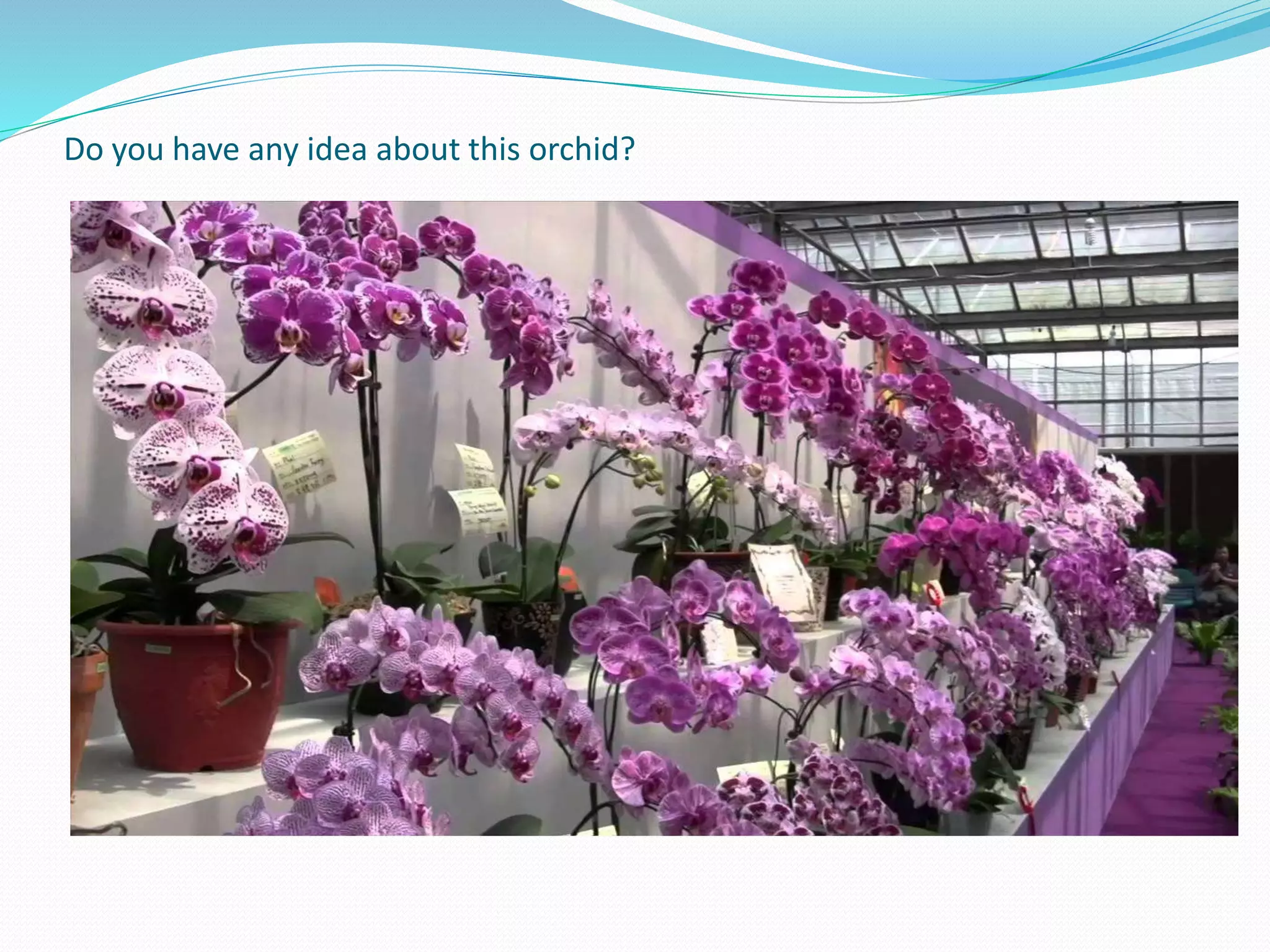 Do you have any idea about this orchid?
 