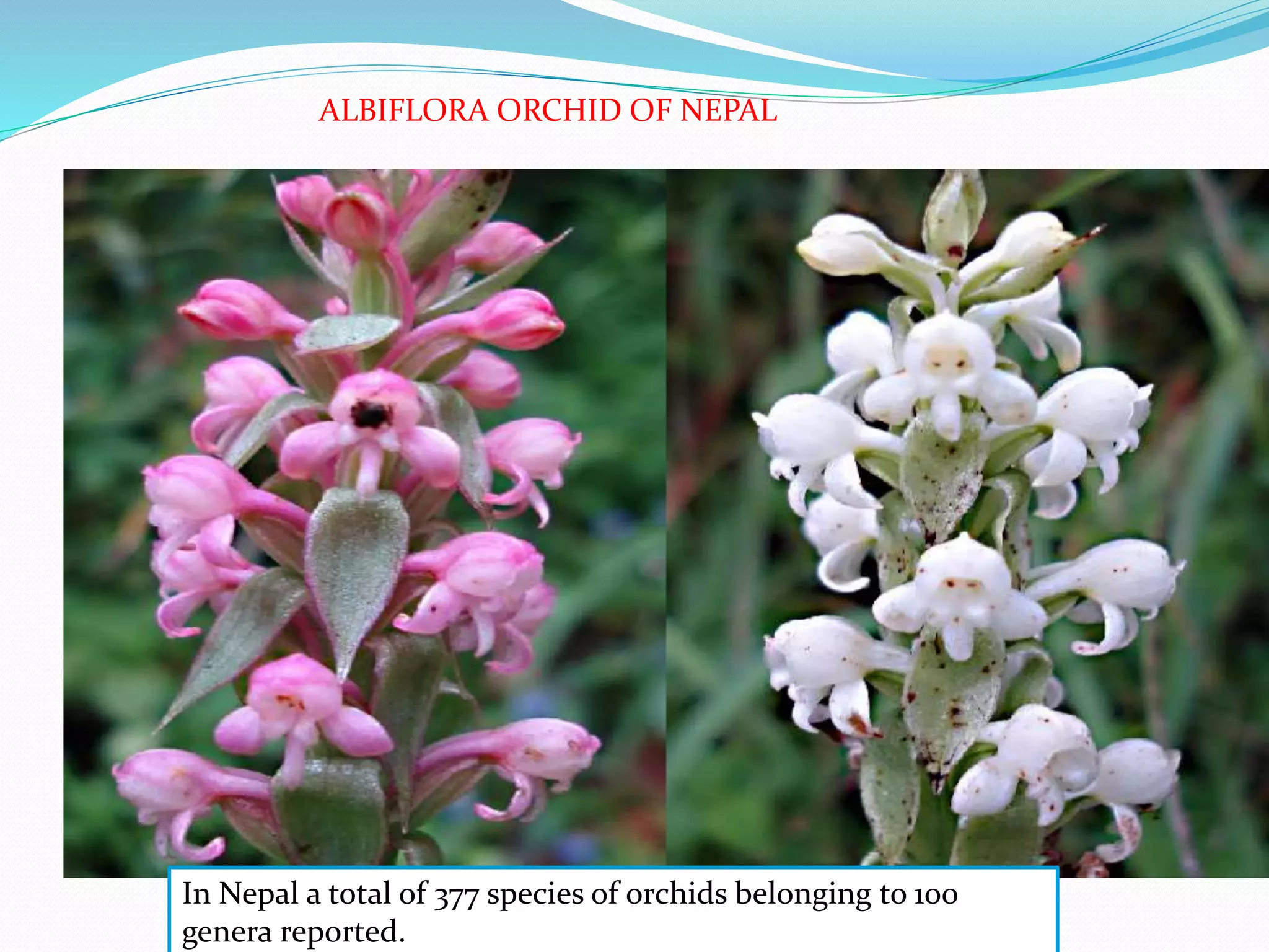 ALBIFLORA ORCHID OF NEPAL
In Nepal a total of 377 species of orchids belonging to 100
genera reported.
 