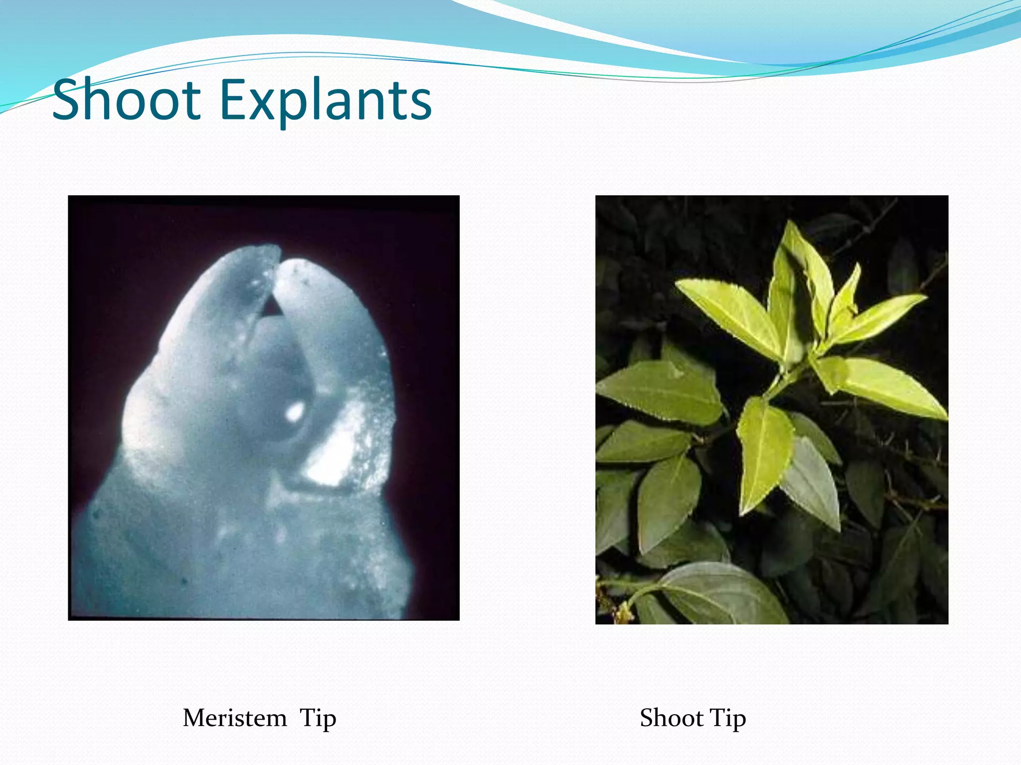 Shoot Explants
Meristem Tip Shoot Tip
 