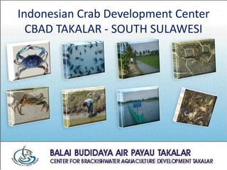 Indonesian Crab Development Center
  CBAD TAKALAR - SOUTH SULAWESI
 