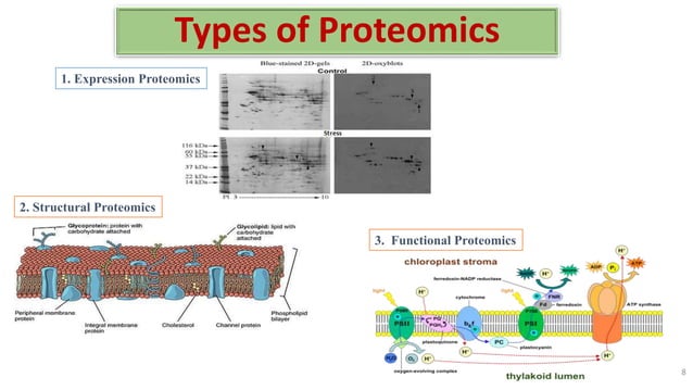 Application of proteomics for identification of abiotic stress ...