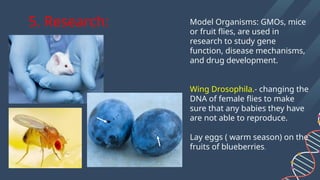 RECOMBINANT DNA AND GENETICALLY MOFIFIED ORGANISM | PPTX