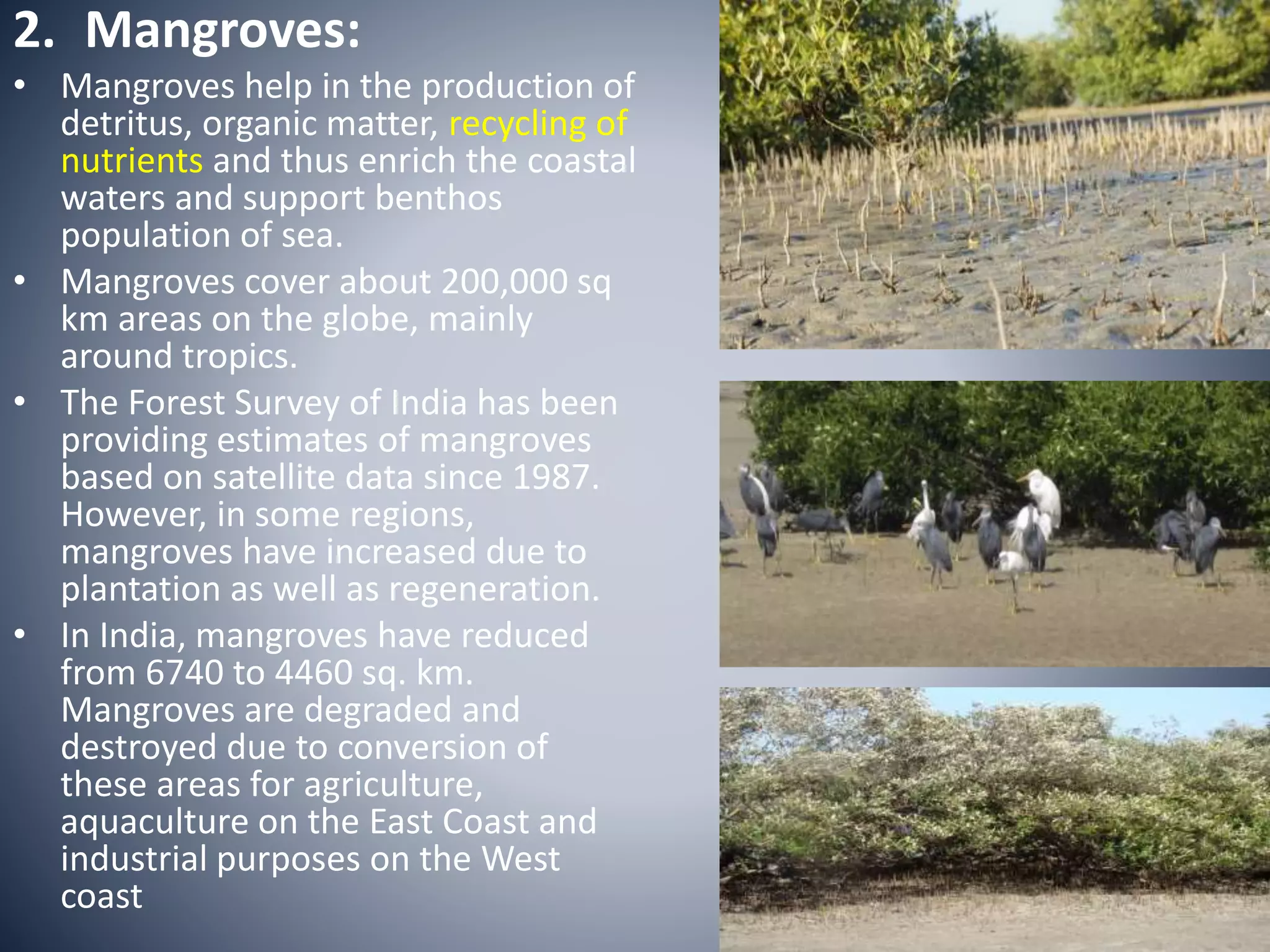 2. Mangroves:
• Mangroves help in the production of
detritus, organic matter, recycling of
nutrients and thus enrich the coastal
waters and support benthos
population of sea.
• Mangroves cover about 200,000 sq
km areas on the globe, mainly
around tropics.
• The Forest Survey of India has been
providing estimates of mangroves
based on satellite data since 1987.
However, in some regions,
mangroves have increased due to
plantation as well as regeneration.
• In India, mangroves have reduced
from 6740 to 4460 sq. km.
Mangroves are degraded and
destroyed due to conversion of
these areas for agriculture,
aquaculture on the East Coast and
industrial purposes on the West
coast
 