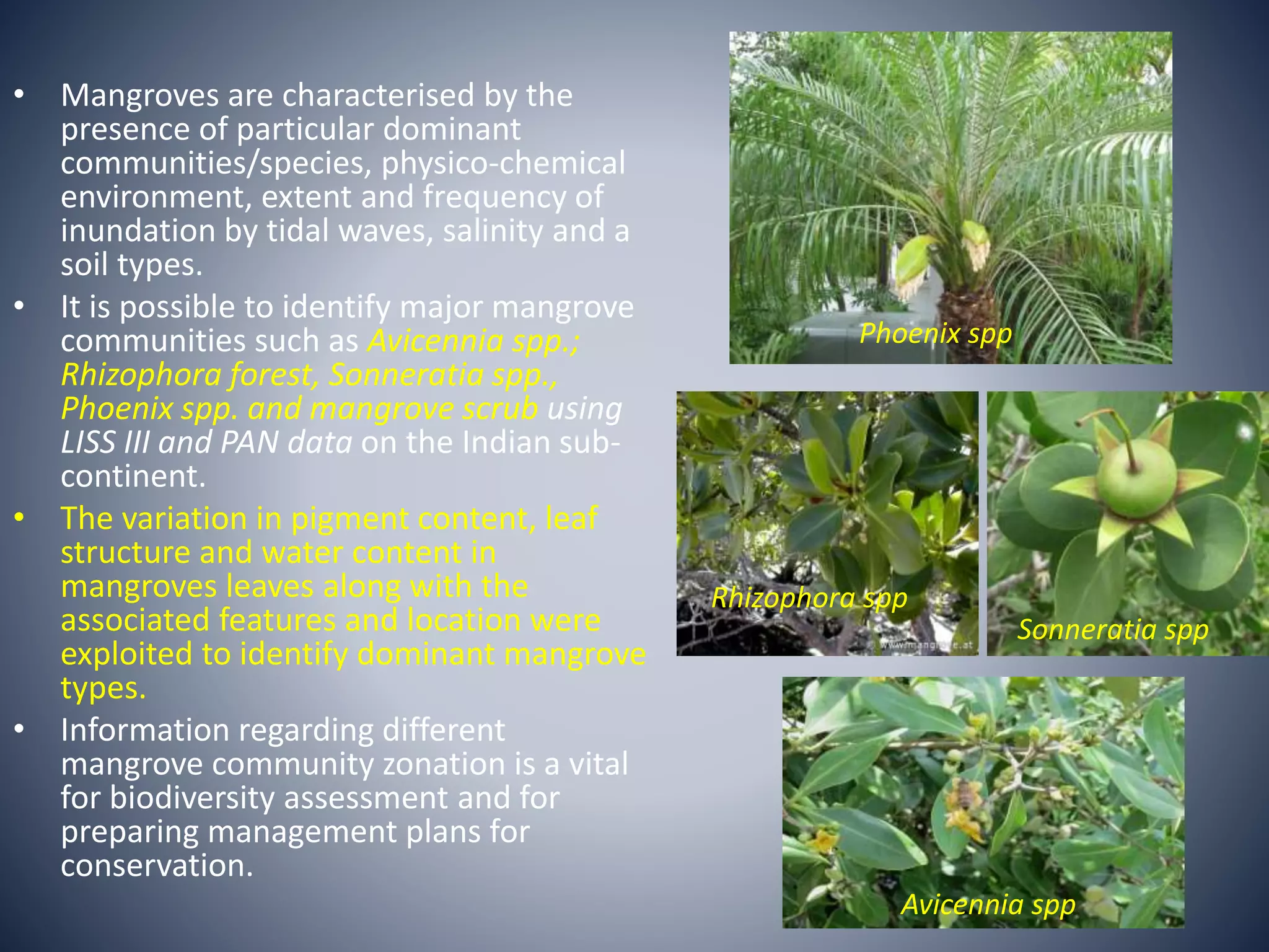 • Mangroves are characterised by the
presence of particular dominant
communities/species, physico-chemical
environment, extent and frequency of
inundation by tidal waves, salinity and a
soil types.
• It is possible to identify major mangrove
communities such as Avicennia spp.;
Rhizophora forest, Sonneratia spp.,
Phoenix spp. and mangrove scrub using
LISS III and PAN data on the Indian sub-
continent.
• The variation in pigment content, leaf
structure and water content in
mangroves leaves along with the
associated features and location were
exploited to identify dominant mangrove
types.
• Information regarding different
mangrove community zonation is a vital
for biodiversity assessment and for
preparing management plans for
conservation.
Sonneratia spp
Rhizophora spp
Avicennia spp
Phoenix spp
 