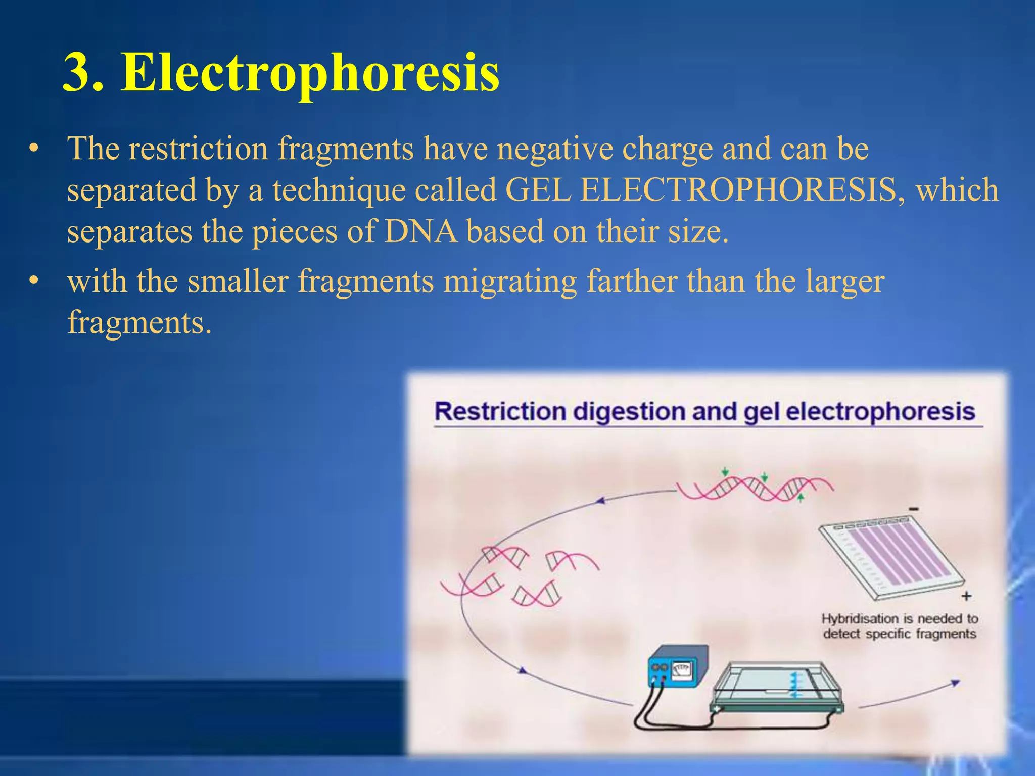 3. Electrophoresis
• The restriction fragments have negative charge and can be
separated by a technique called GEL ELECTROPHORESIS, which
separates the pieces of DNA based on their size.
• with the smaller fragments migrating farther than the larger
fragments.
 