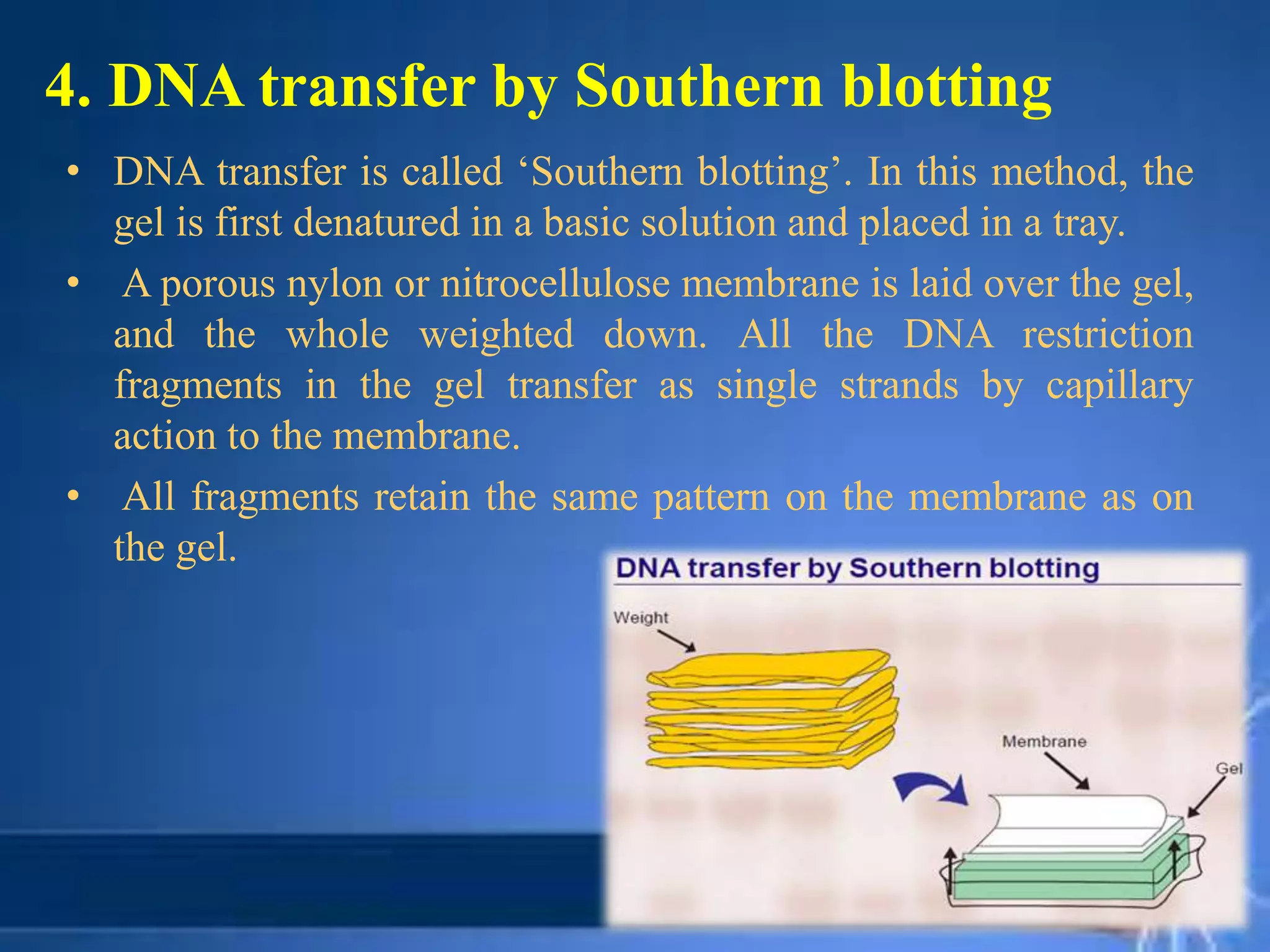 4. DNA transfer by Southern blotting
• DNA transfer is called ‘Southern blotting’. In this method, the
gel is first denatured in a basic solution and placed in a tray.
• A porous nylon or nitrocellulose membrane is laid over the gel,
and the whole weighted down. All the DNA restriction
fragments in the gel transfer as single strands by capillary
action to the membrane.
• All fragments retain the same pattern on the membrane as on
the gel.
 