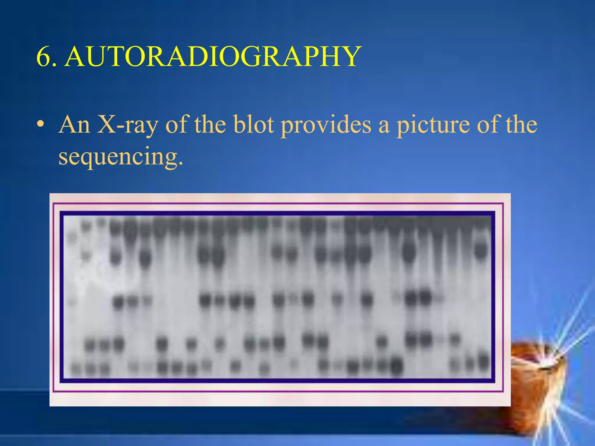 6. AUTORADIOGRAPHY
• An X-ray of the blot provides a picture of the
sequencing.
 