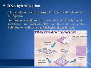 5. DNA hybridization
• The membrane with the target DNA is incubated with the
DNA probe.
• Incubation conditions are such that if strands on the
membrane are complementary to those of the probe,
hybridization will occur and labelled duplexes formed.
 