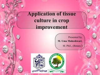 Application of tissue
culture in crop
improvement
Presented by,
M. Uma Maheshwari,
M. Phil., (Botany)
 
