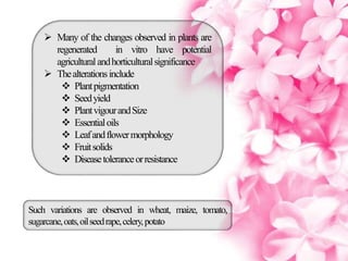 Application of tissue culture in crop improvement | PPTX