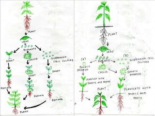 Application of tissue culture in crop improvement | PPTX
