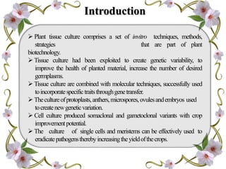 Application of tissue culture in crop improvement | PPTX