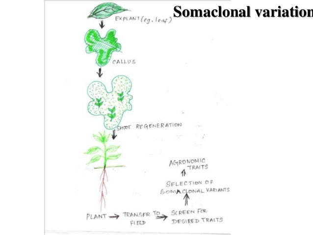 application-of-tissue-culture-in-crop-improvement