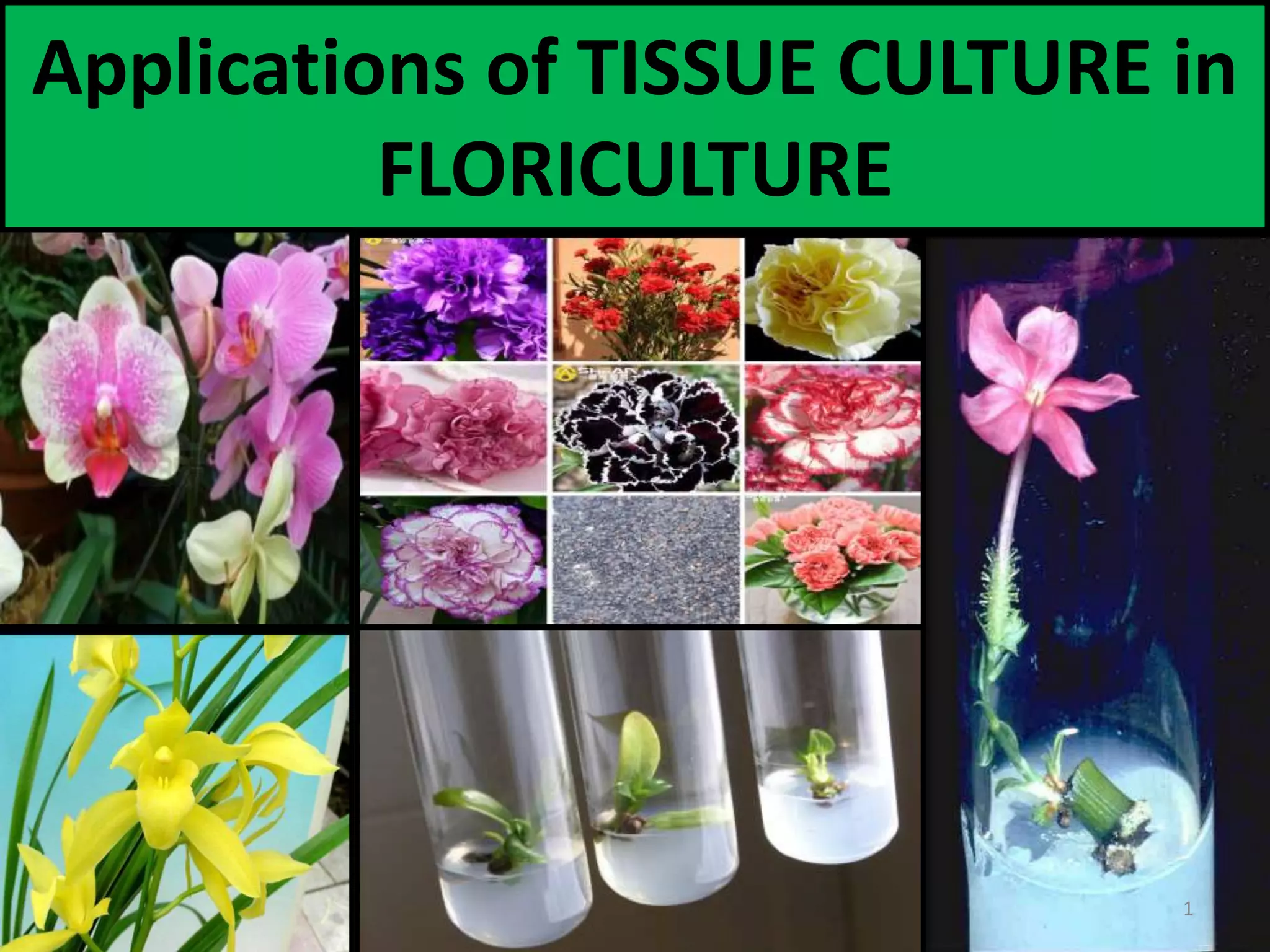 Applications of tissue culture in floriculture PPT