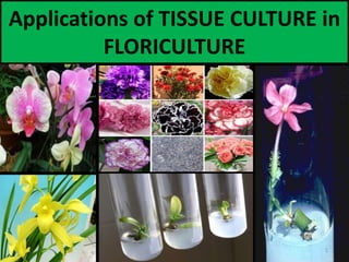 Applications of TISSUE CULTURE in
FLORICULTURE
1
 