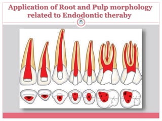 Pulp Development At Root Application of tooth anatomy in denta practice | PPTX