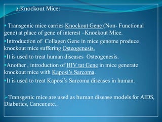 2.Knockout Mice:
 Transgenic mice carries Knockout Gene (Non- Functional
gene) at place of gene of interest –Knockout Mic...