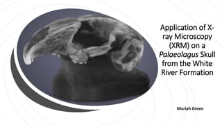 Application of X-
ray Microscopy
(XRM) on a
Palaeolagus Skull
from the White
River Formation
Mariah Green
 