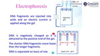 Applications in forensics PCR and DNA fingerprinting.pptx