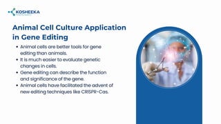 Applications of Animal Tissue Culture: The In Vitro Tools of Biomedical ...