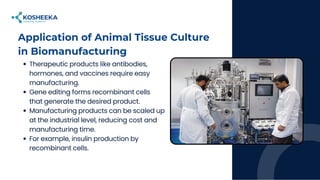 Applications of Animal Tissue Culture: The In Vitro Tools of Biomedical ...
