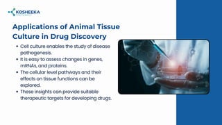 Applications of Animal Tissue Culture: The In Vitro Tools of Biomedical ...