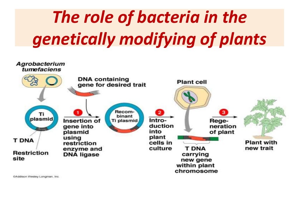 Applications of bacteria in biotechnology.
