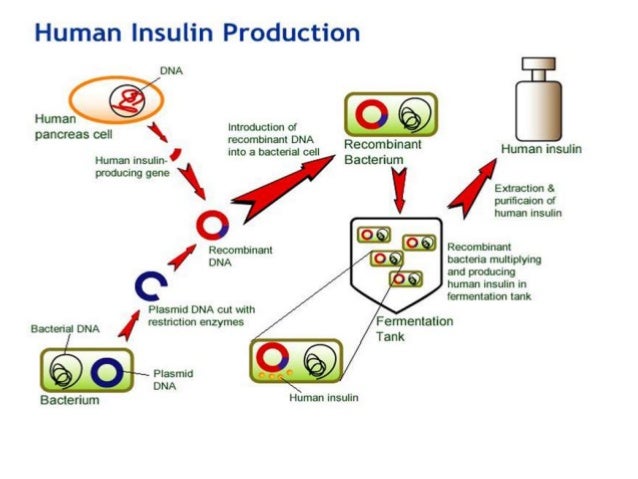 Applications Of Bacteria In Biotechnology