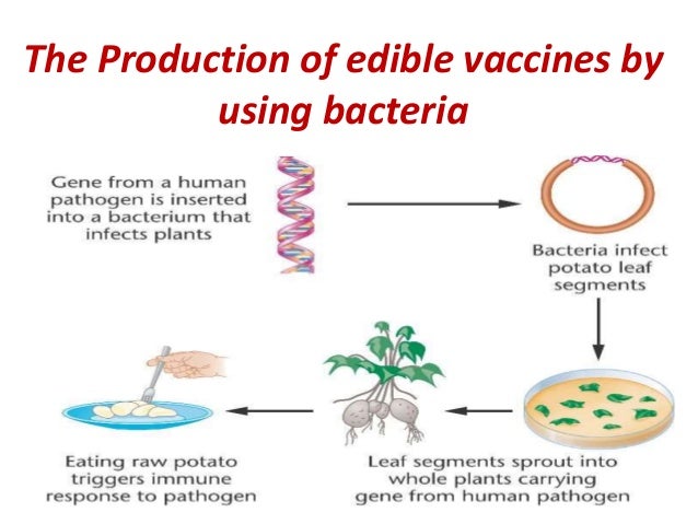 Applications Of Bacteria In Biotechnology