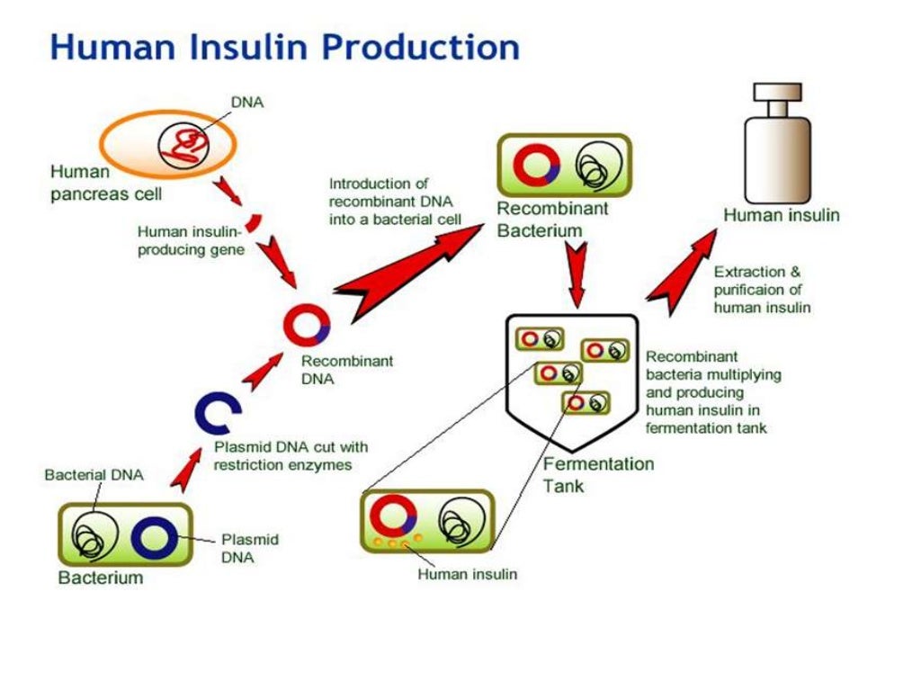 Applications of bacteria in biotechnology.