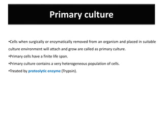 Primary culture
•Cells when surgically or enzymatically removed from an organism and placed in suitable
culture environment will attach and grow are called as primary culture.
•Primary cells have a finite life span.
•Primary culture contains a very heterogeneous population of cells.
•Treated by proteolytic enzyme (Trypsin).
 