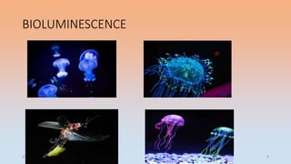 BIOLUMINESCENCE
4/5/2022 6
 