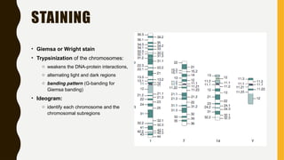 Applications of Cytogenetics in Modern Pathology: Understanding ...