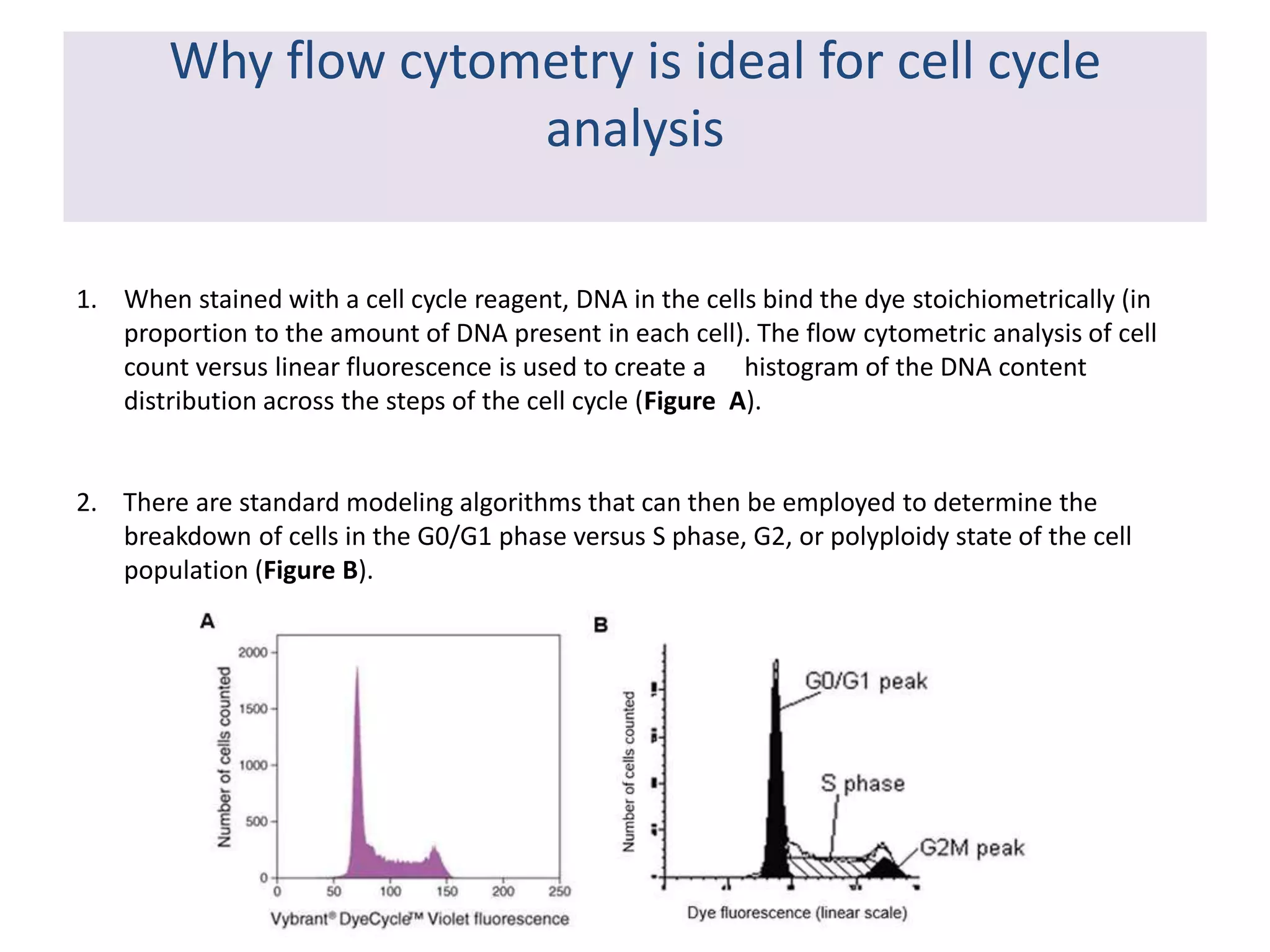 Why flow cytometry is ideal for cell cycle
analysis
1. When stained with a cell cycle reagent, DNA in the cells bind the dye stoichiometrically (in
proportion to the amount of DNA present in each cell). The flow cytometric analysis of cell
count versus linear fluorescence is used to create a histogram of the DNA content
distribution across the steps of the cell cycle (Figure A).
2. There are standard modeling algorithms that can then be employed to determine the
breakdown of cells in the G0/G1 phase versus S phase, G2, or polyploidy state of the cell
population (Figure B).
 