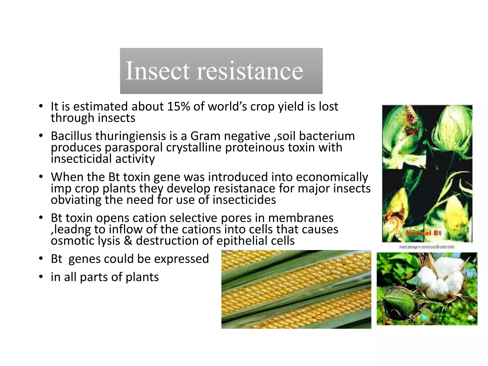 Insect resistance
• It is estimated about 15% of world’s crop yield is lost
through insects
• Bacillus thuringiensis is a Gram negative ,soil bacterium
produces parasporal crystalline proteinous toxin with
insecticidal activity
• When the Bt toxin gene was introduced into economically
imp crop plants they develop resistanace for major insects
obviating the need for use of insecticides
• Bt toxin opens cation selective pores in membranes
,leadng to inflow of the cations into cells that causes
osmotic lysis & destruction of epithelial cells
• Bt genes could be expressed
• in all parts of plants
 