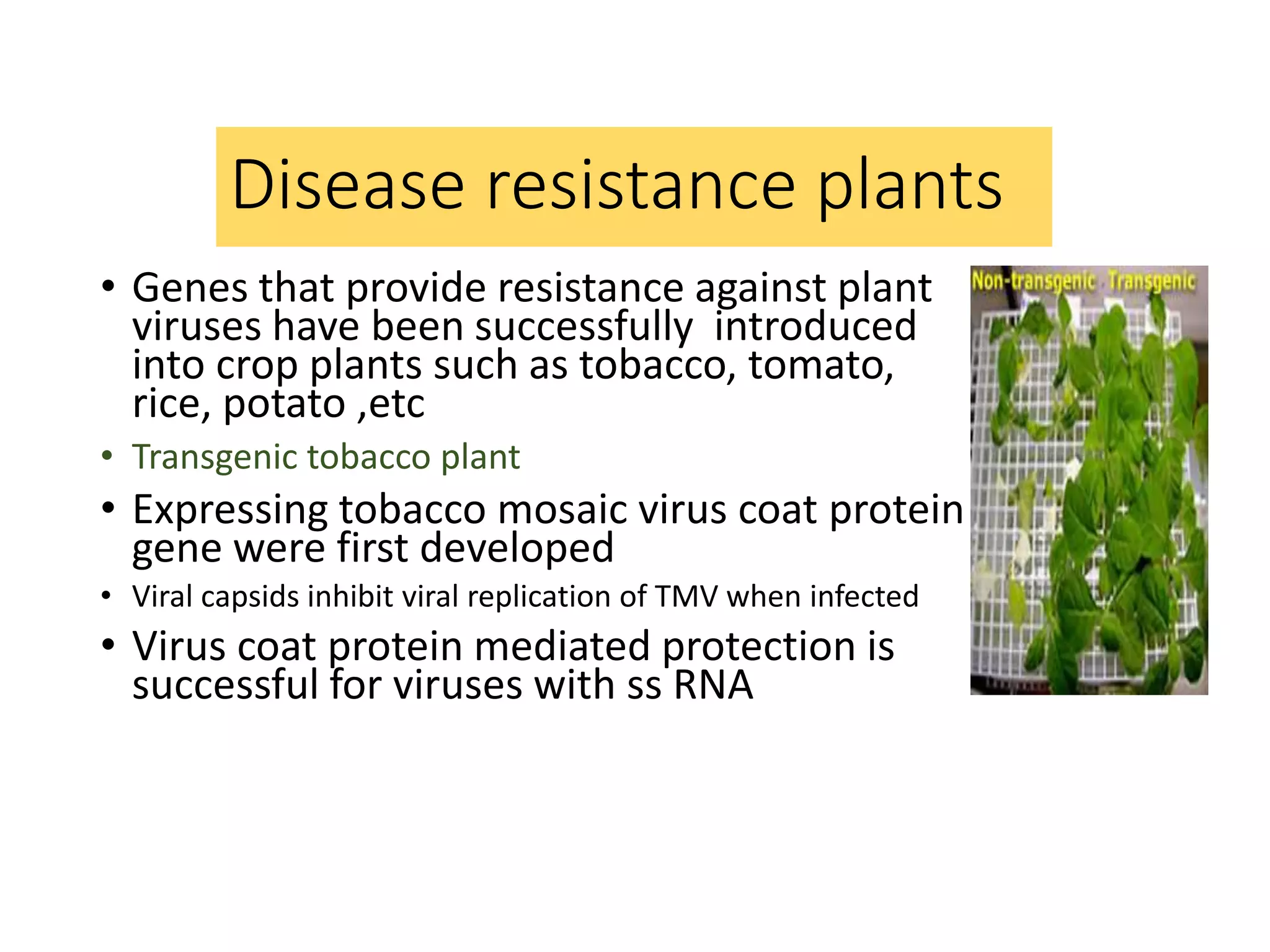 Disease resistance plants
• Genes that provide resistance against plant
viruses have been successfully introduced
into crop plants such as tobacco, tomato,
rice, potato ,etc
• Transgenic tobacco plant
• Expressing tobacco mosaic virus coat protein
gene were first developed
• Viral capsids inhibit viral replication of TMV when infected
• Virus coat protein mediated protection is
successful for viruses with ss RNA
 