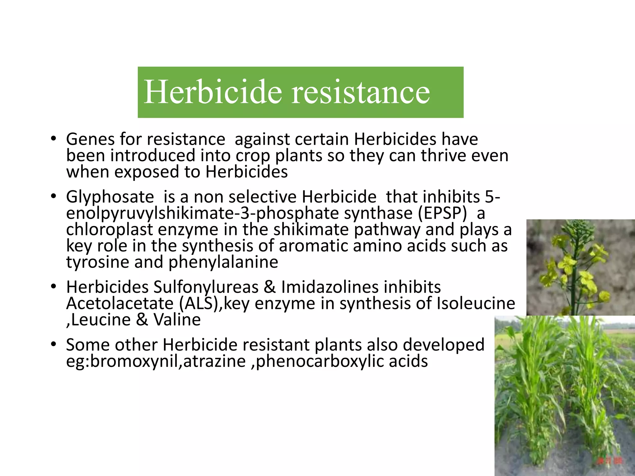 Herbicide resistance
• Genes for resistance against certain Herbicides have
been introduced into crop plants so they can thrive even
when exposed to Herbicides
• Glyphosate is a non selective Herbicide that inhibits 5-
enolpyruvylshikimate-3-phosphate synthase (EPSP) a
chloroplast enzyme in the shikimate pathway and plays a
key role in the synthesis of aromatic amino acids such as
tyrosine and phenylalanine
• Herbicides Sulfonylureas & Imidazolines inhibits
Acetolacetate (ALS),key enzyme in synthesis of Isoleucine
,Leucine & Valine
• Some other Herbicide resistant plants also developed
eg:bromoxynil,atrazine ,phenocarboxylic acids
 