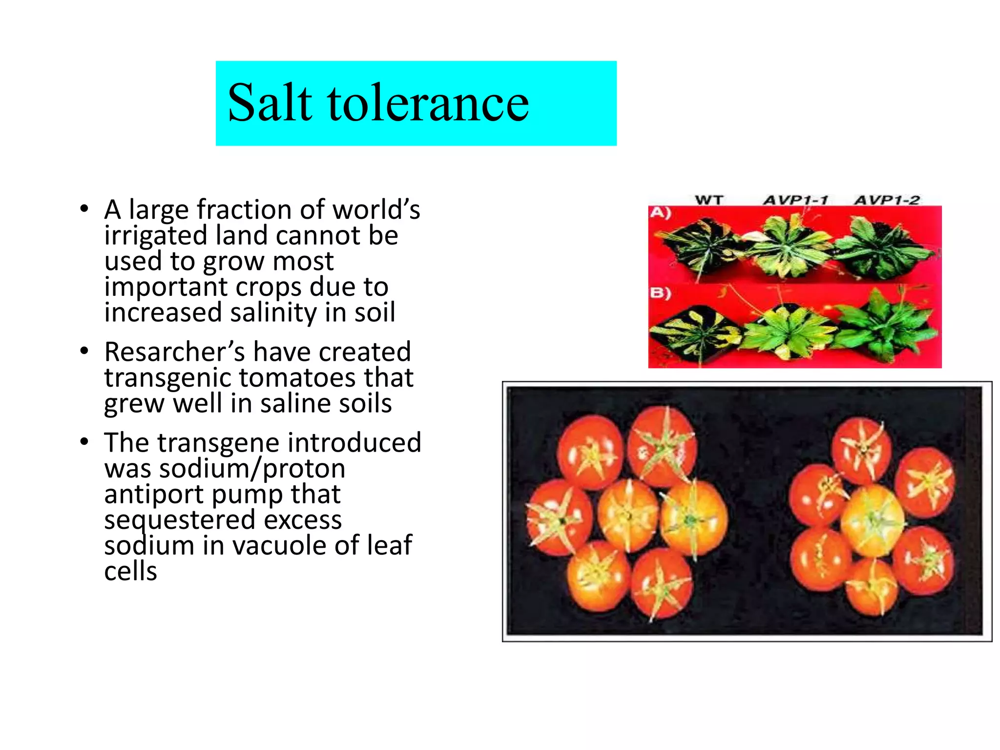Salt tolerance
• A large fraction of world’s
irrigated land cannot be
used to grow most
important crops due to
increased salinity in soil
• Resarcher’s have created
transgenic tomatoes that
grew well in saline soils
• The transgene introduced
was sodium/proton
antiport pump that
sequestered excess
sodium in vacuole of leaf
cells
 