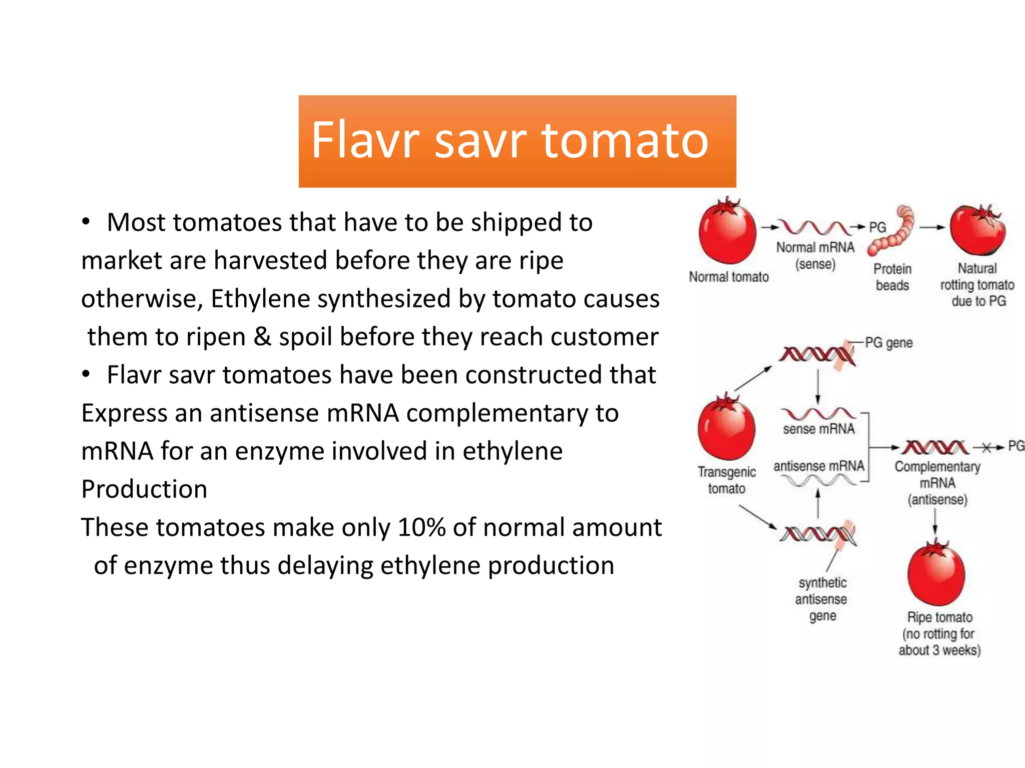 Flavr savr tomato
• Most tomatoes that have to be shipped to
market are harvested before they are ripe
otherwise, Ethylene synthesized by tomato causes
them to ripen & spoil before they reach customer
• Flavr savr tomatoes have been constructed that
Express an antisense mRNA complementary to
mRNA for an enzyme involved in ethylene
Production
These tomatoes make only 10% of normal amount
of enzyme thus delaying ethylene production
 